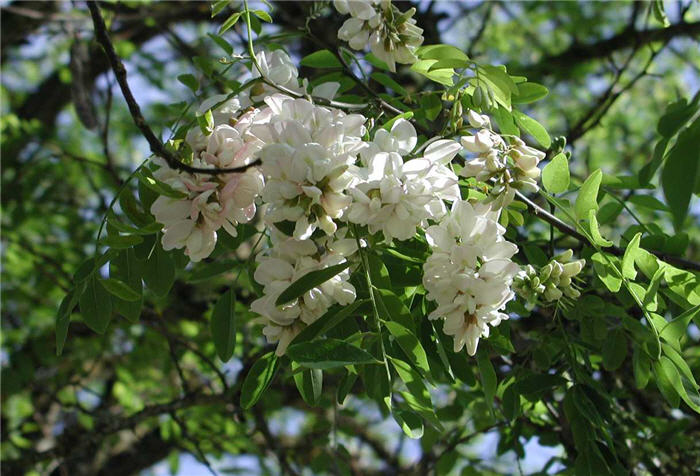 Plant photo of: Robinia pseudoacacia
