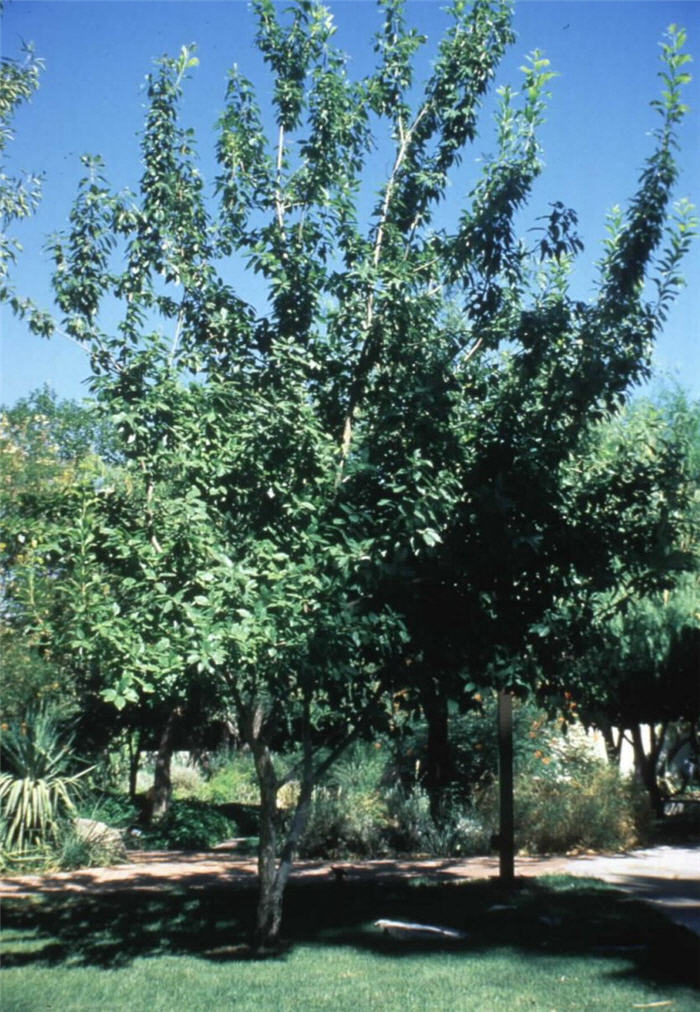 Plant photo of: Quercus muehlenbergii