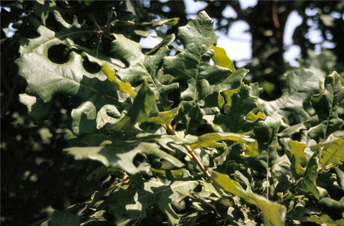 Plant photo of: Quercus macrocarpa