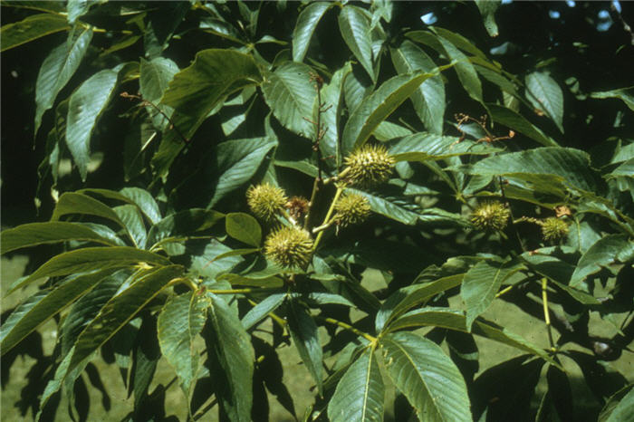 Plant photo of: Aesculus glabra