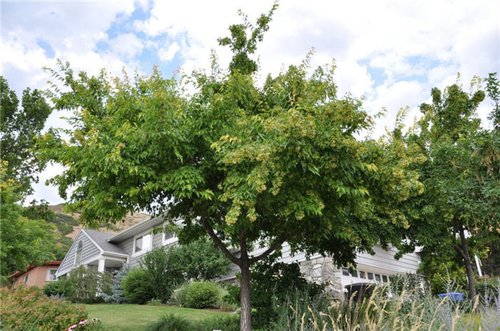 Plant photo of: Acer ginnala