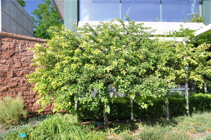 Plant photo of: Acer ginnala