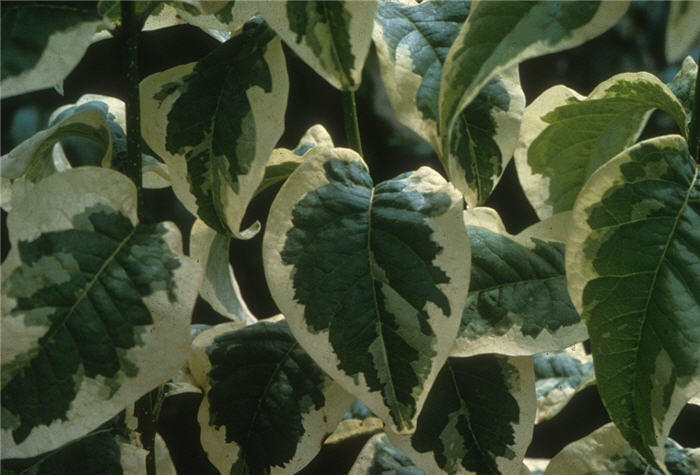 Plant photo of: Syringa reticulata