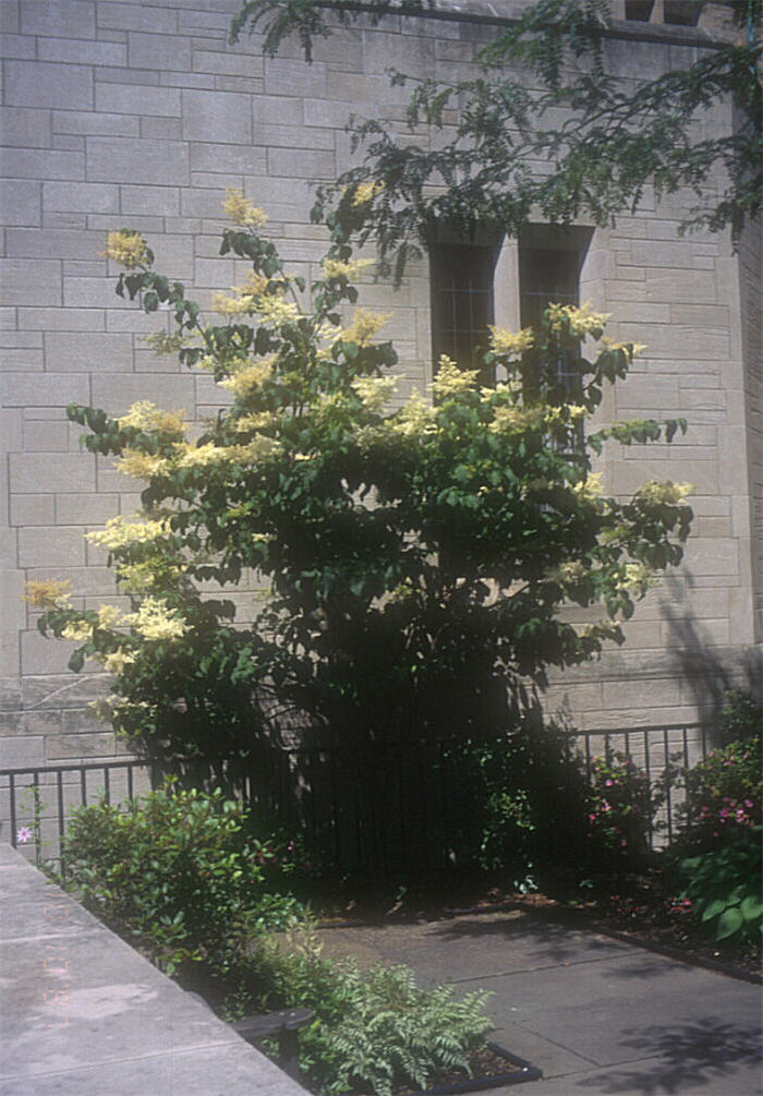 Plant photo of: Syringa reticulata