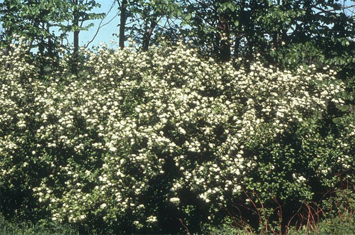 Plant photo of: Crataegus crusgalli x inermus