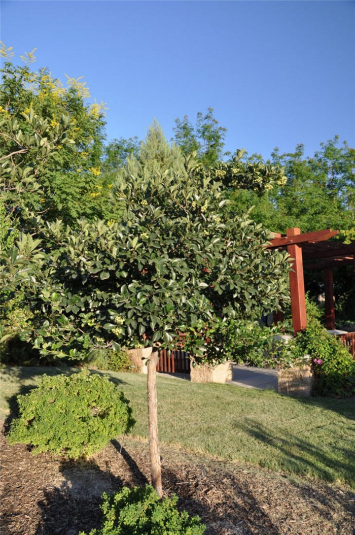Plant photo of: Crataegus crusgalli x inermus