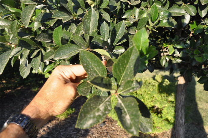 Plant photo of: Crataegus crusgalli x inermus