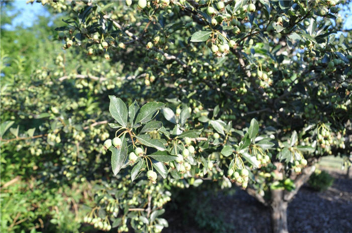 Plant photo of: Crataegus crusgalli x inermus