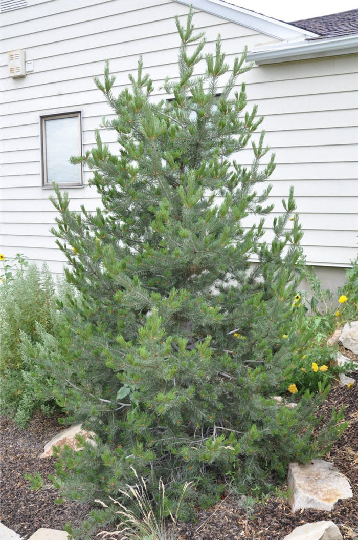 Plant photo of: Pinus edulis