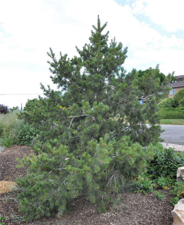 Plant photo of: Pinus edulis