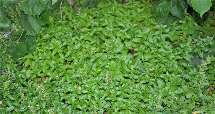 Plant photo of: Antennaria dioica 'Rosea'