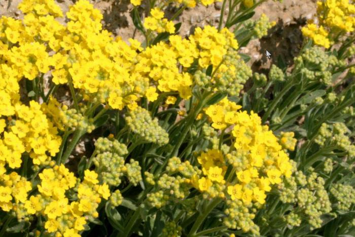 Plant photo of: Alyssum montanum