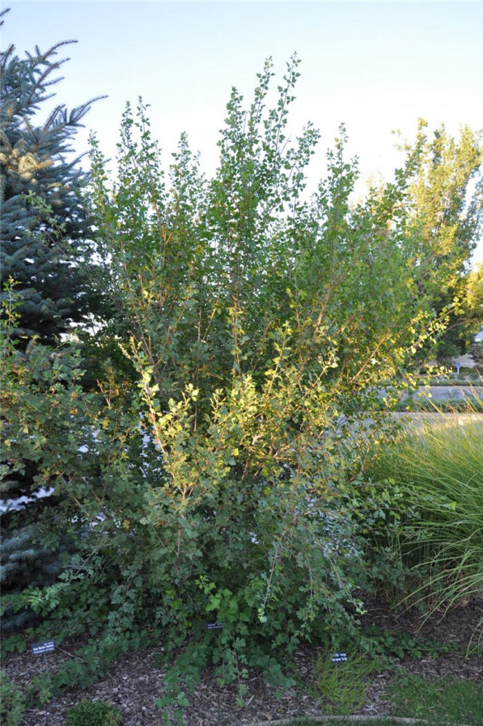Plant photo of: Rhus aromatica