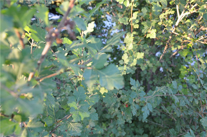 Plant photo of: Rhus aromatica