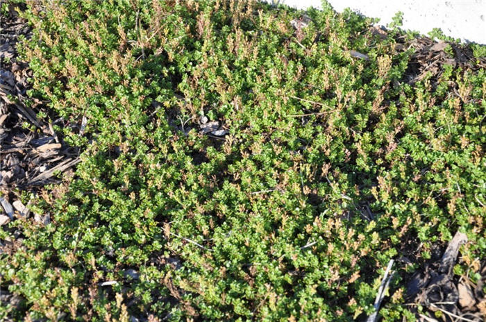 Plant photo of: Veronica liwanensis
