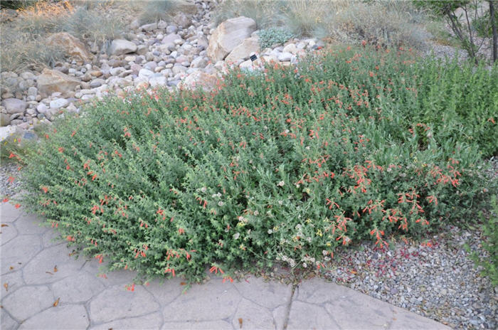 Plant photo of: Zauschneria arizonica