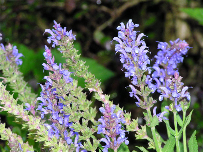 Plant photo of: Salvia nemorosa 'May Night'