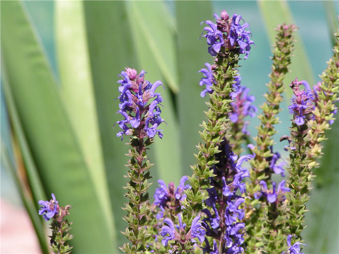 Plant photo of: Salvia nemorosa 'May Night'