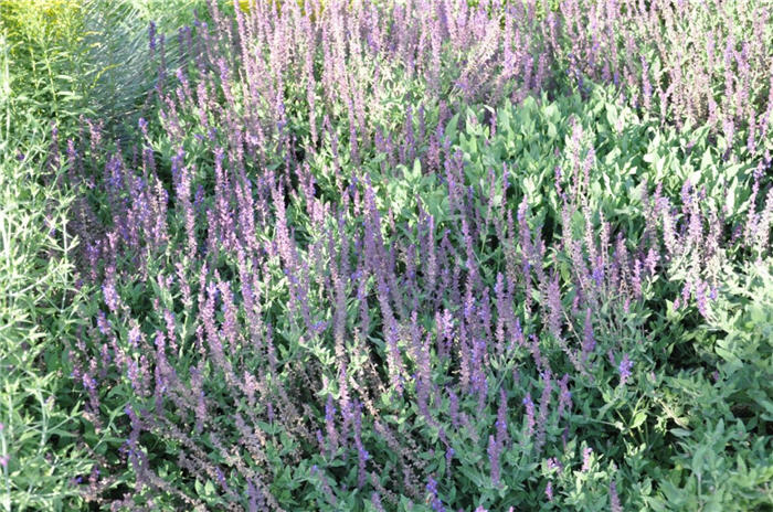 Plant photo of: Salvia nemorosa 'May Night'