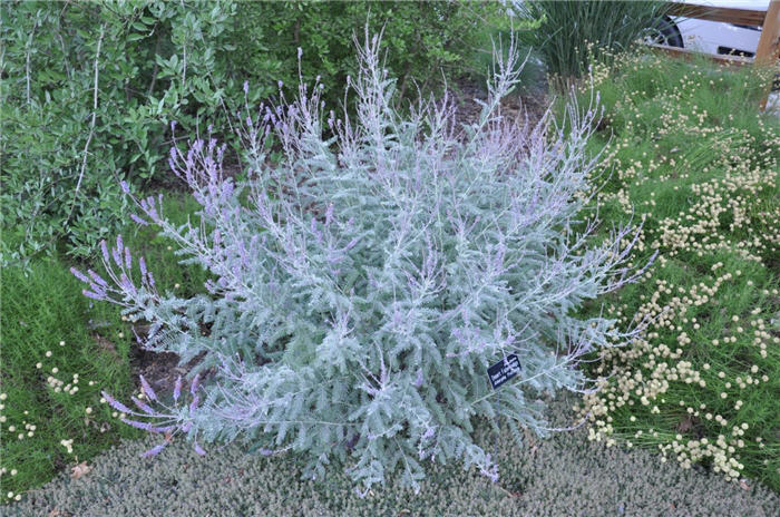 Plant photo of: Amorpha fruticosa