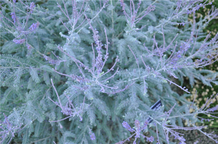 Plant photo of: Amorpha fruticosa