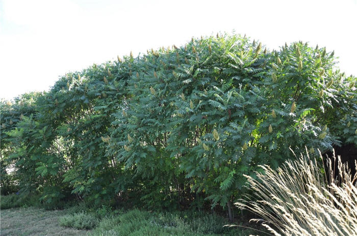 Plant photo of: Rhus glabra