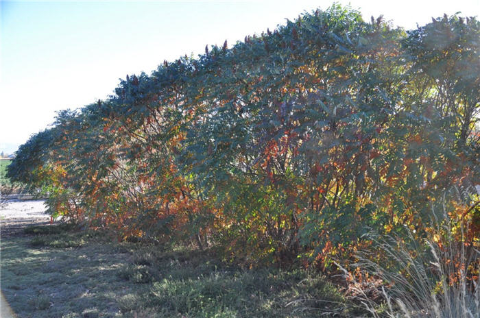 Plant photo of: Rhus glabra