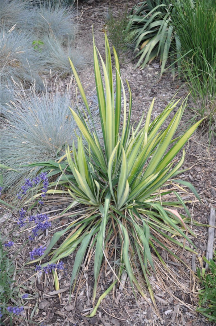 Plant photo of: Yucca harrimaniae