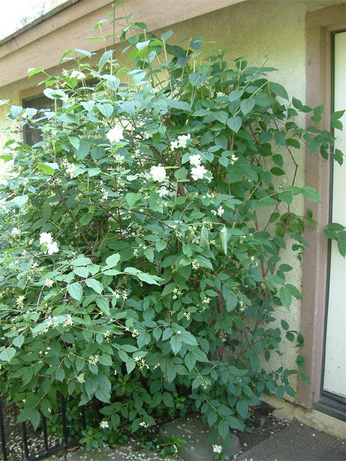 Plant photo of: Philadelphus microphyllus