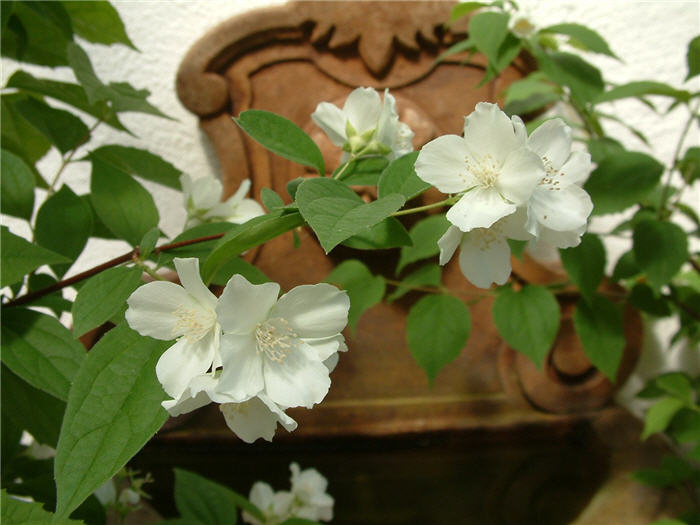 Plant photo of: Philadelphus microphyllus