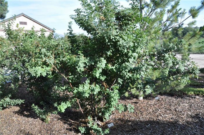 Plant photo of: Rosa foetida 'Bicolor'