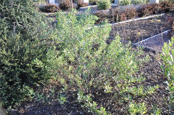 Plant photo of: Prunus besseyi