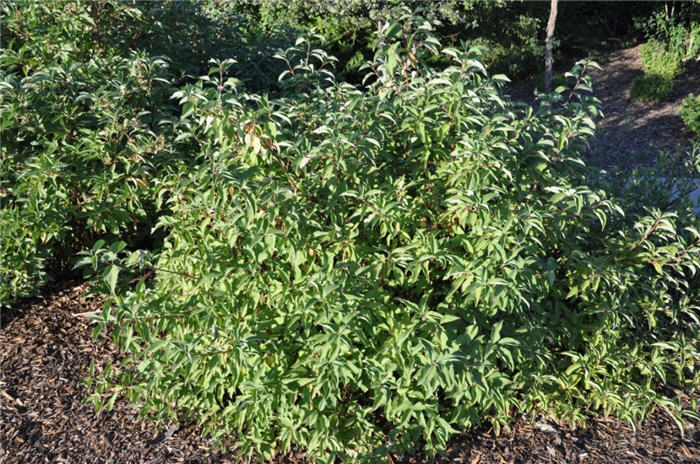 Plant photo of: Prunus besseyi