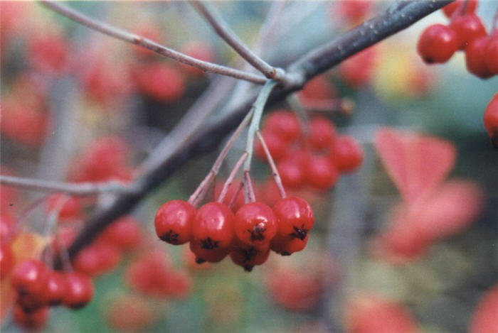 Plant photo of: Aronia arbutifolia