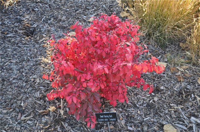 Plant photo of: Euonymus alatus 'Compacta'