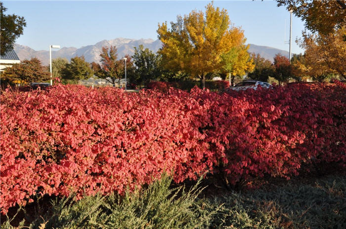 Plant photo of: Euonymus alatus 'Compacta'