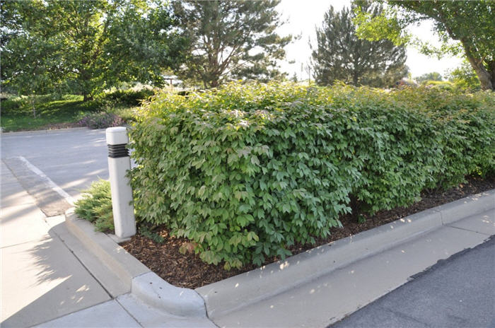 Plant photo of: Euonymus alatus 'Compacta'