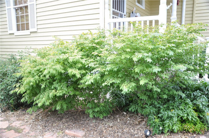 Plant photo of: Euonymus alatus 'Compacta'