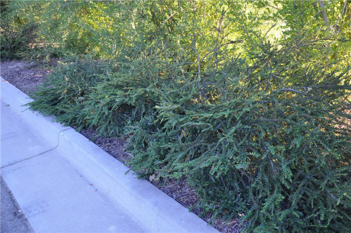 Plant photo of: Cotoneaster apiculatus