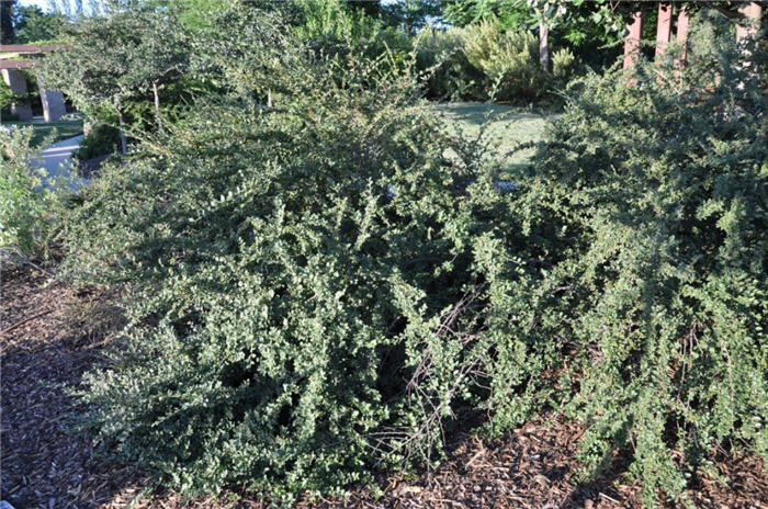 Plant photo of: Cotoneaster apiculatus