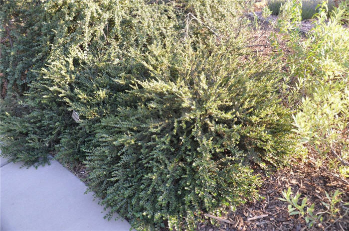 Plant photo of: Cotoneaster apiculatus