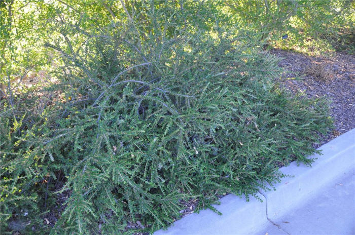 Plant photo of: Cotoneaster apiculatus