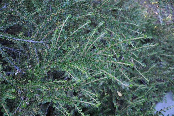 Plant photo of: Cotoneaster apiculatus