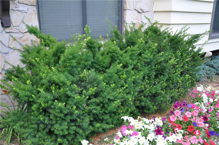 Plant photo of: Taxus x media 'Densiformis'