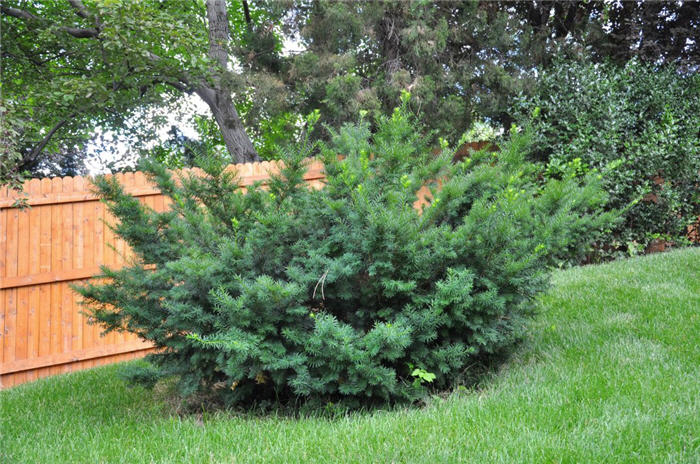 Plant photo of: Taxus x media 'Densiformis'