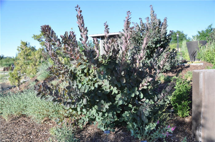 Plant photo of: Cotinus obovatus
