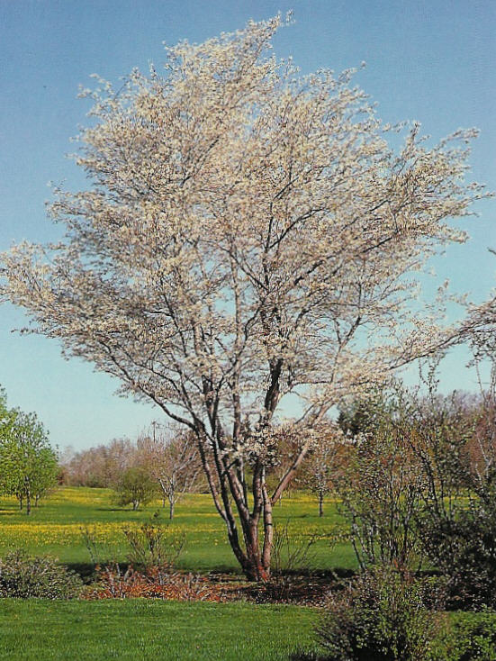 Plant photo of: Amelanchier x grandiflora