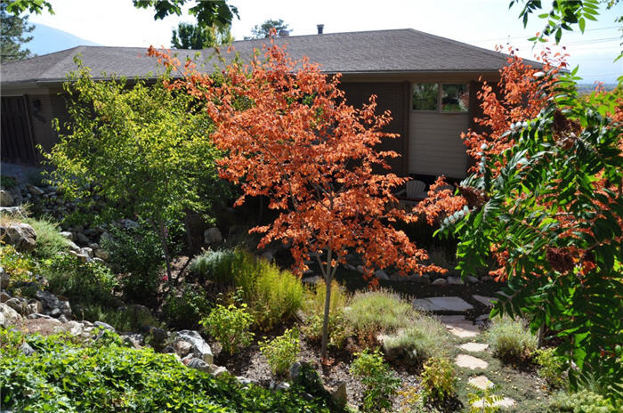 Plant photo of: Amelanchier x grandiflora