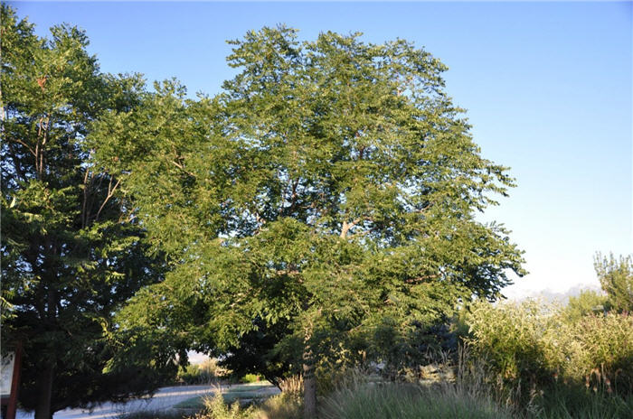 Plant photo of: Gymnocladus dioicus