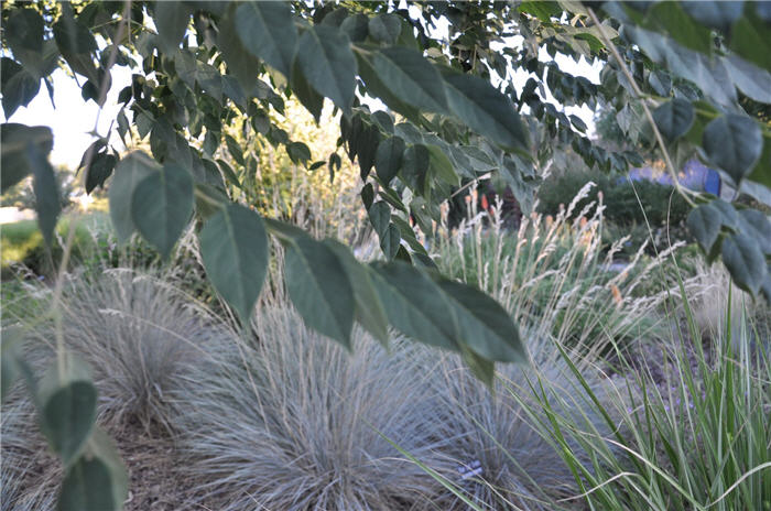 Plant photo of: Gymnocladus dioicus